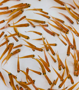 TOLEDO GOLDFISH | Rosie Red Minnows a pink fathead minnow for feeder fish pond stocking