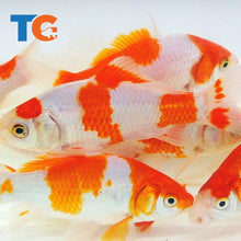 Load image into Gallery viewer, Sarasa Comet Goldfish For Sale | FREE SHIPPING | Live Arrival Guarantee
