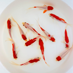 Sarasa Comet Goldfish For Sale | FREE SHIPPING | Live Arrival Guarantee