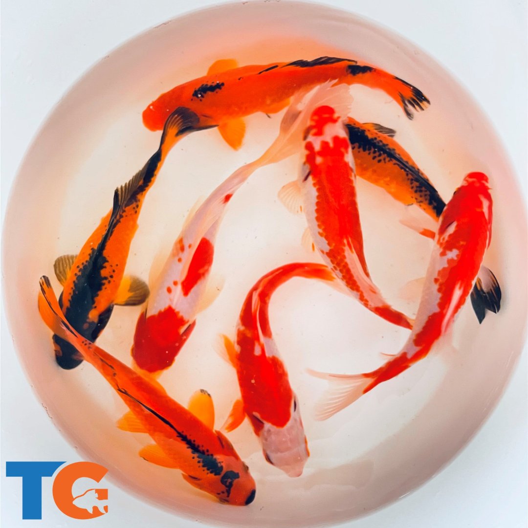 TOLEDO GOLDFISH | Sarasas & Red/Black Common Goldfish live fish
