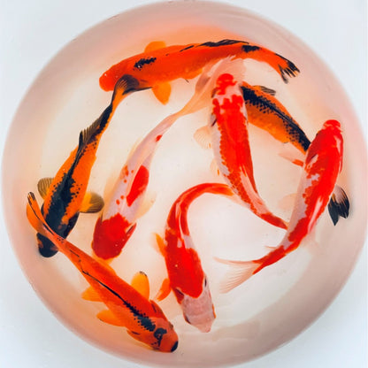 TOLEDO GOLDFISH | Sarasas & Red/Black common goldfish 