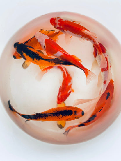 TOLEDO GOLDFISH | Sarasas & Red/Black common goldfish pond pack combo