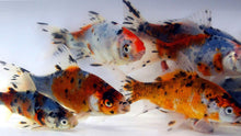 Load image into Gallery viewer, Shubunkin Goldfish For Sale | FREE SHIPPING | Live Arrival Guarantee
