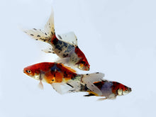 Load image into Gallery viewer, Shubunkin Goldfish For Sale | FREE SHIPPING | Live Arrival Guarantee
