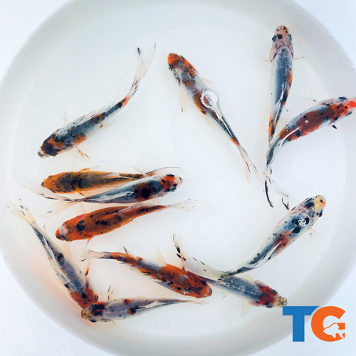 Shubunkin Goldfish For Sale | FREE SHIPPING | Live Arrival Guarantee