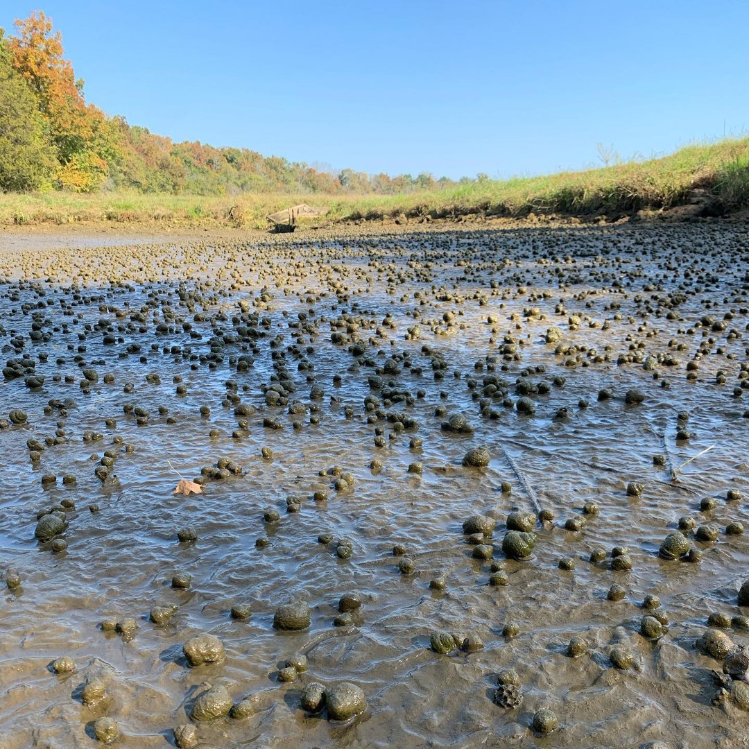TOLEDO GOLDFISH | Snails before harvesting in a pond
