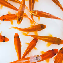 Load image into Gallery viewer, Toledo Goldfish solid orange koi
