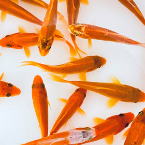 Toledo Goldfish solid orange koi