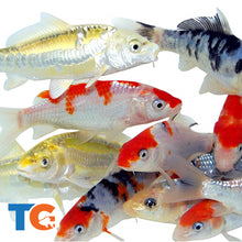Load image into Gallery viewer, Standard Fin Koi - Large Sizes
