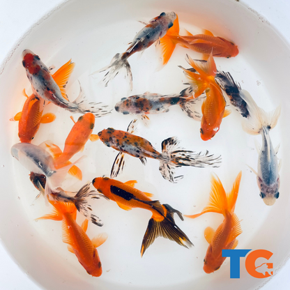 Toledo Goldfish | Assorted fantail combo, calico and red fantail goldfish
