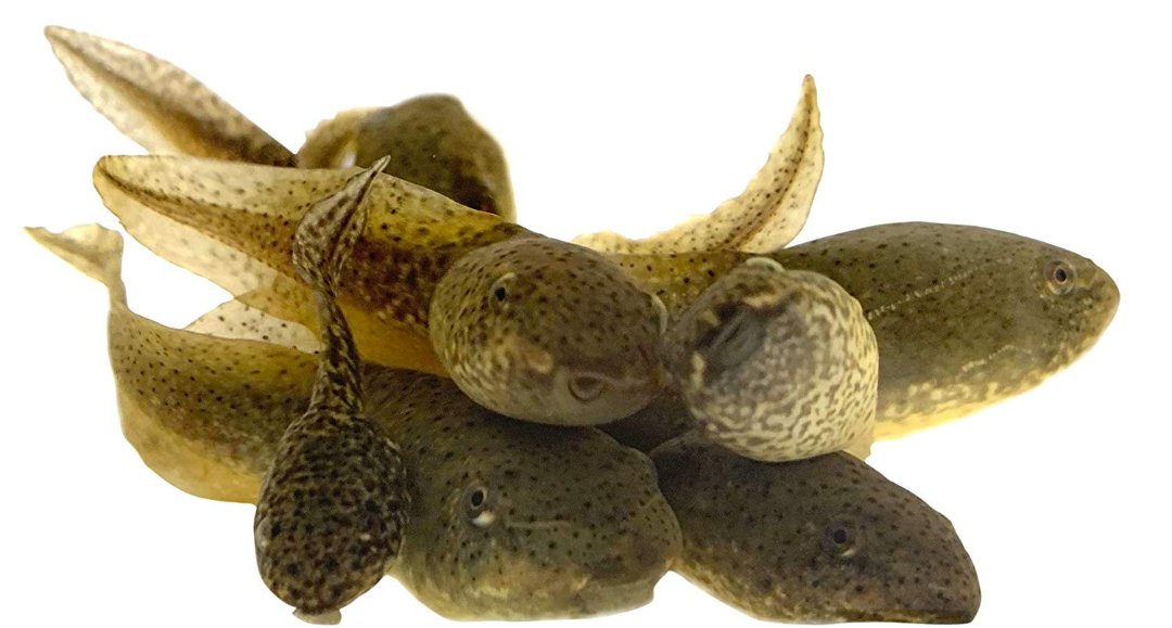 Live Tadpoles For Sale - Buy Live Tadpoles Online | Toledo Goldfish