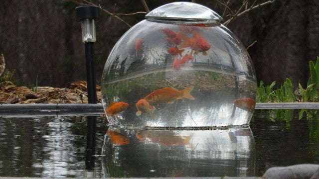 TOLEDO GOLDFISH | Lifestyle photo | Common Goldfish in water garden pond underwater globe