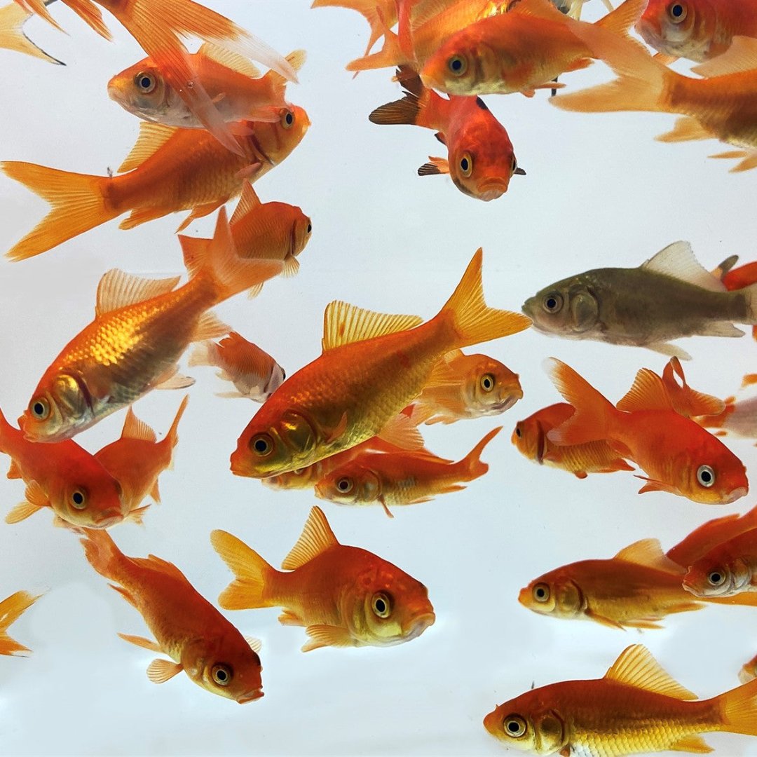 Toledo Goldfish Live Comet Goldfish For Sale | Free Shipping | Live Arrival Guarantee