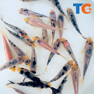 Toledo Goldfish Mystery White koi standard fin and butterfly fin