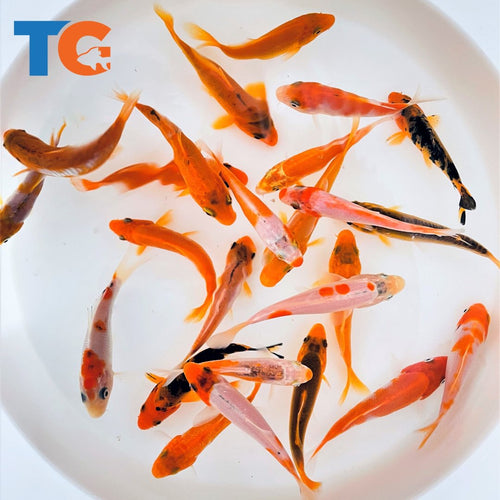 Toledo Goldfish Orange Koi standard fin and butterfly fin koi for ponds 