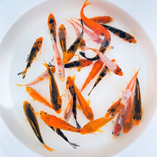 Load image into Gallery viewer, Toledo Goldfish orange Koi standard fin koi and butterfly fin koi 
