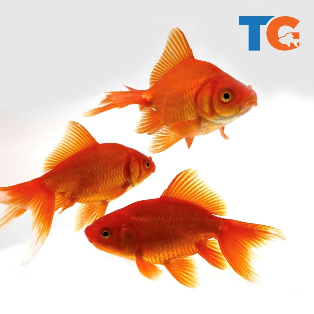 TOLEDO GOLDFISH | Red fantail goldfish for aquariums
