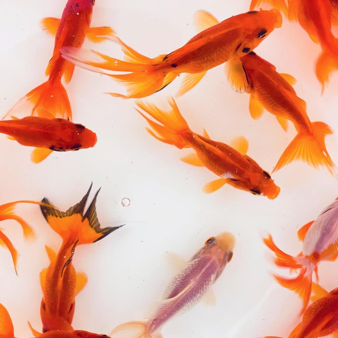 Toledo Goldfish | red fantail goldfish for aquariums