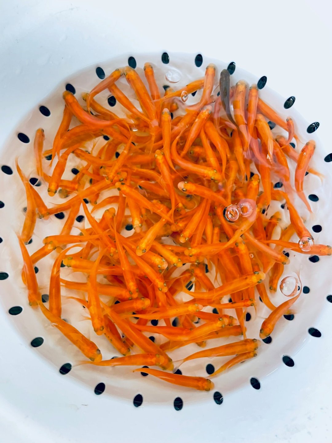 TOLEDO GOLDFISH | Rosie Red Minnows a pink fathead minnow for pond stocking feeder fish