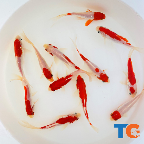 TOLEDO GOLDFISH | sarasa Comet goldfish for ponds and aquariums