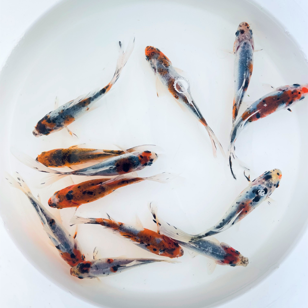 Shubunkin Goldfish For Sale | FREE SHIPPING | Live Arrival Guarantee