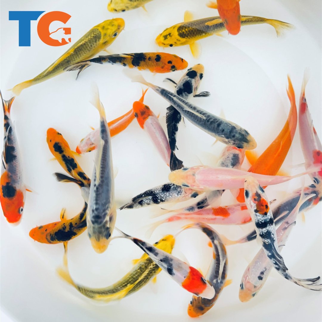 TOLEDO GOLDFISH | Standard Fin Koi for ponds and aquariums