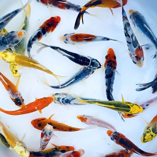 TOLEDO GOLDFISH | Live standard fin Koi for ponds and aquariums
