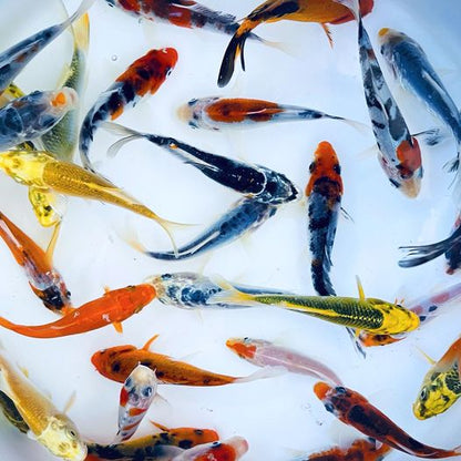 TOLEDO GOLDFISH | Live standard fin Koi for ponds and aquariums
