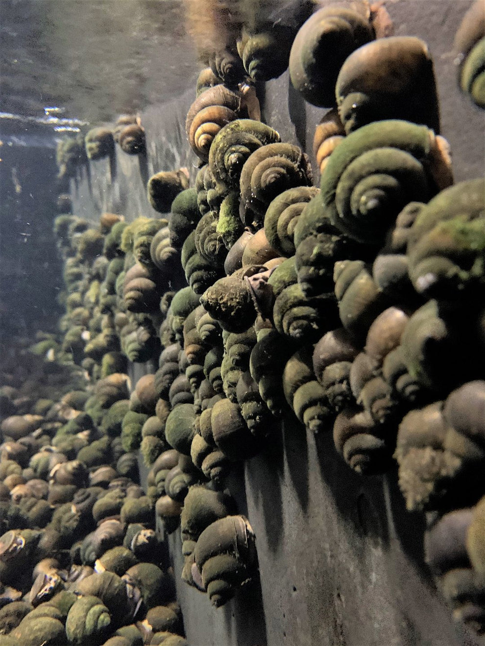 Trapdoor Pond Snail For Sale Buy Live Trapdoor Snails Online
