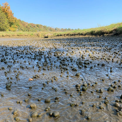 TOLEDO GOLDFISH | trapdoor snails in a pond for pond stocking