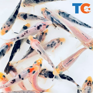 Toledo Goldfish Mystery White koi butterfly and standard fin koi