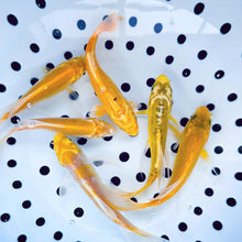 Load image into Gallery viewer, TOLEDO GOLDFISH | Yellow koi for ponds and aquariums
