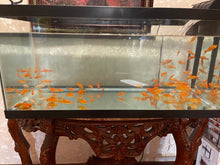 Load image into Gallery viewer, TOLEDO GOLDFISH | Live Goldfish in aquariums
