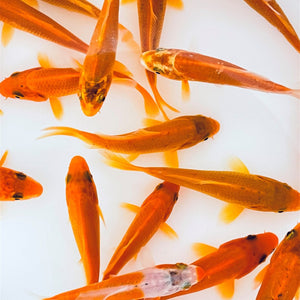 Toledo Goldfish solid orange koi standard fin and butterfly fin koi