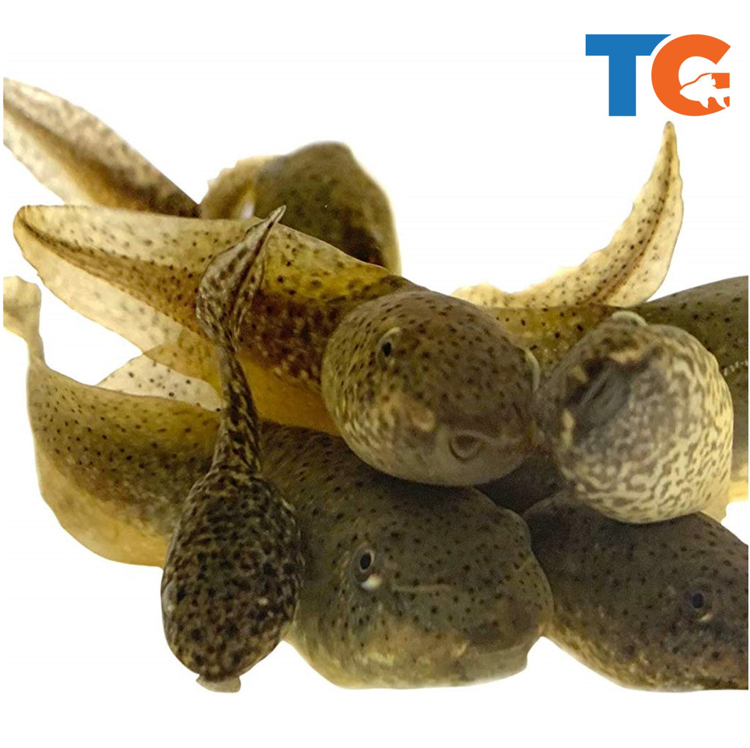 Live Bullfrog Tadpoles | Free Shipping | Live Arrival Guarantee