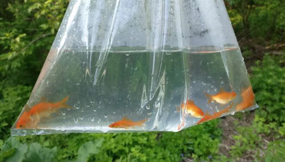 TOLEDO GOLDFISH | Live goldfish