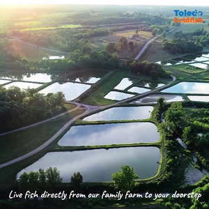Toledo Goldfish Live fish directly from our family fish farm to your doorstep