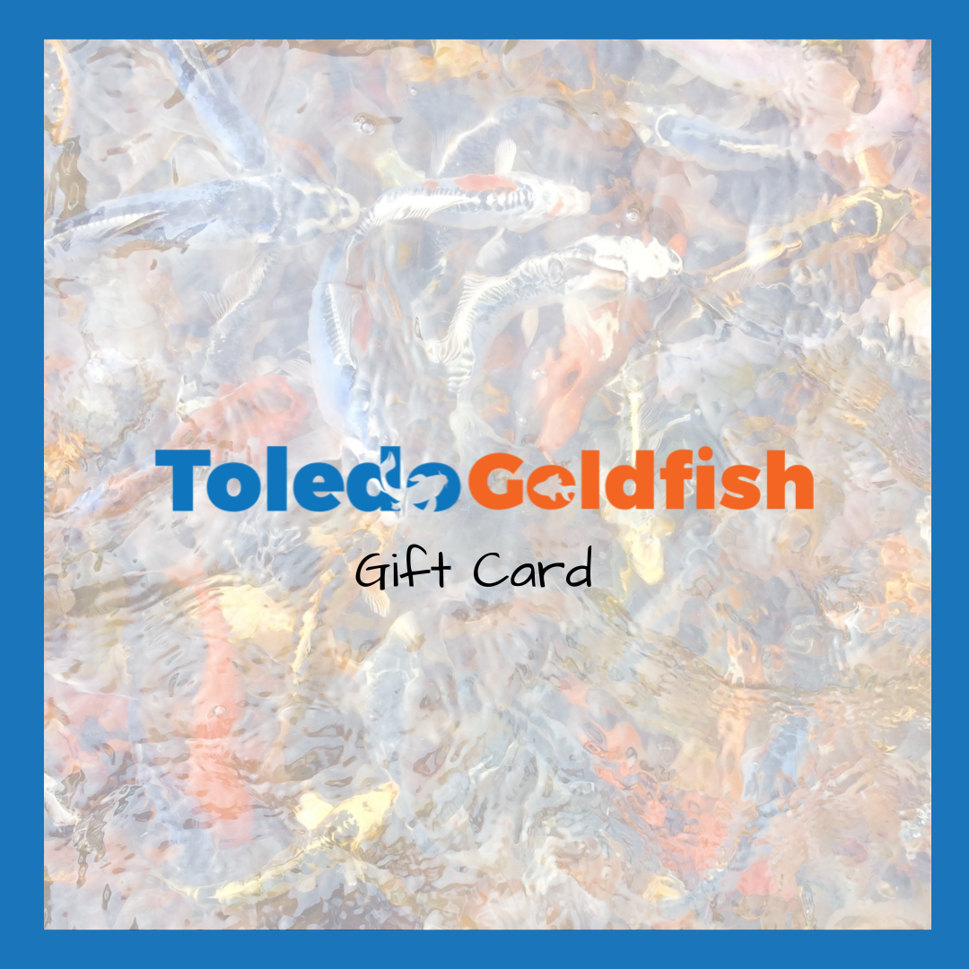 TOLEDO GOLDFISH | Gift Card for live goldfish or koi