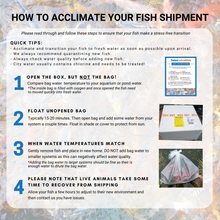 Load image into Gallery viewer, Toledo Goldfish how to acclimate your fish
