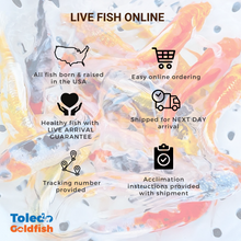 Load image into Gallery viewer, Toledo Goldfish How to buy live fish online
