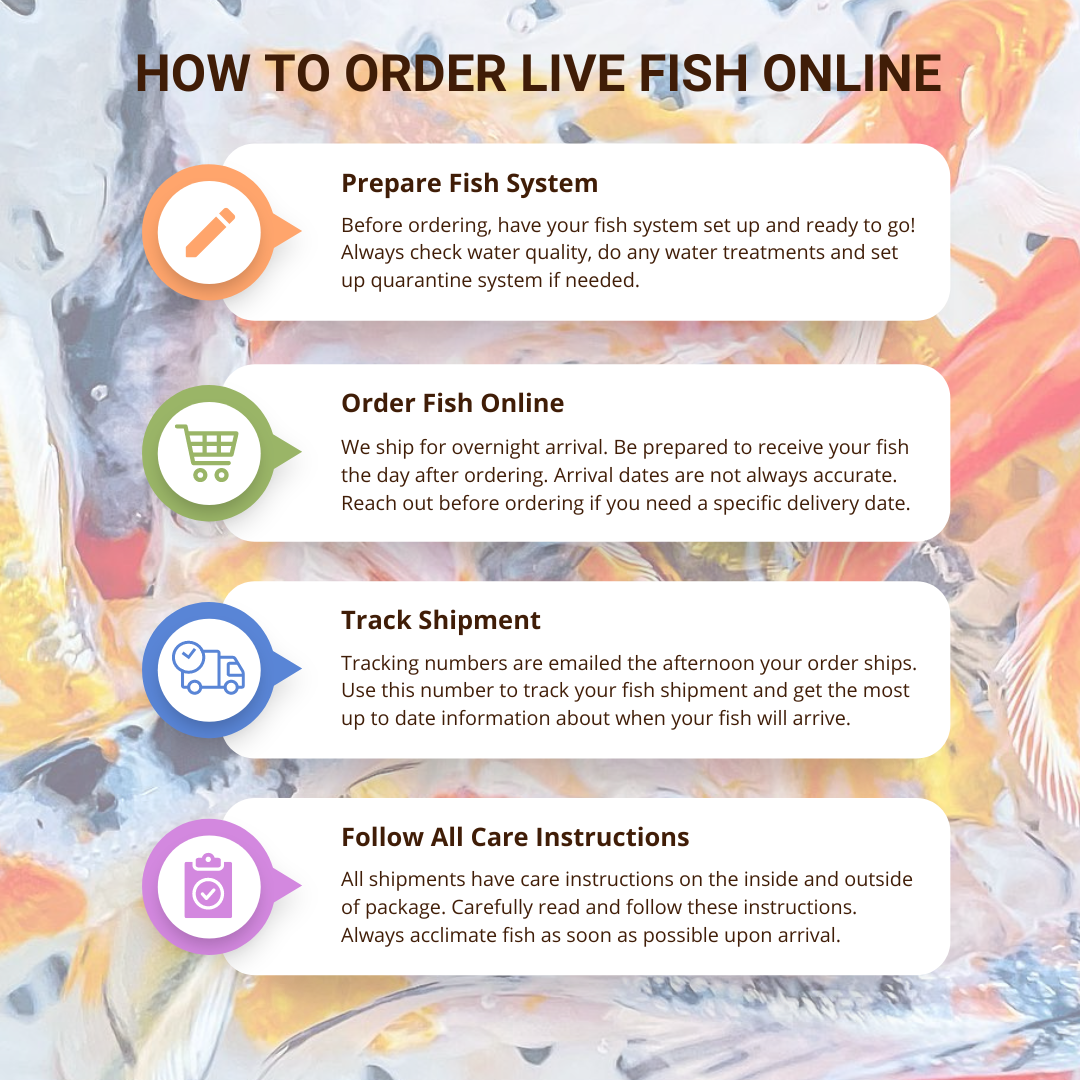 TOLEDO GOLDFISH | How to order live fish online