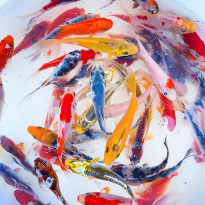 TOLEDO GOLDFISH | Goldfish and koi combo shubunkin sarasa common goldfish standard fin butterfly fin koi
