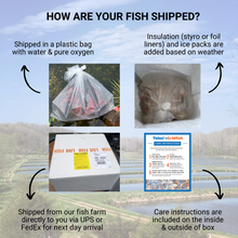 Load image into Gallery viewer, TOLEDO GOLDFISH | How are your fish shipped? 
