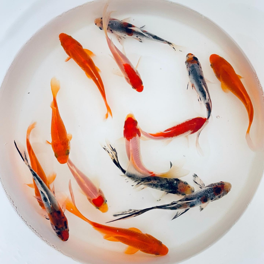 TOLEDO GOLDFISH | assorted goldfish combo Shubunkin, common and sarasa goldfish