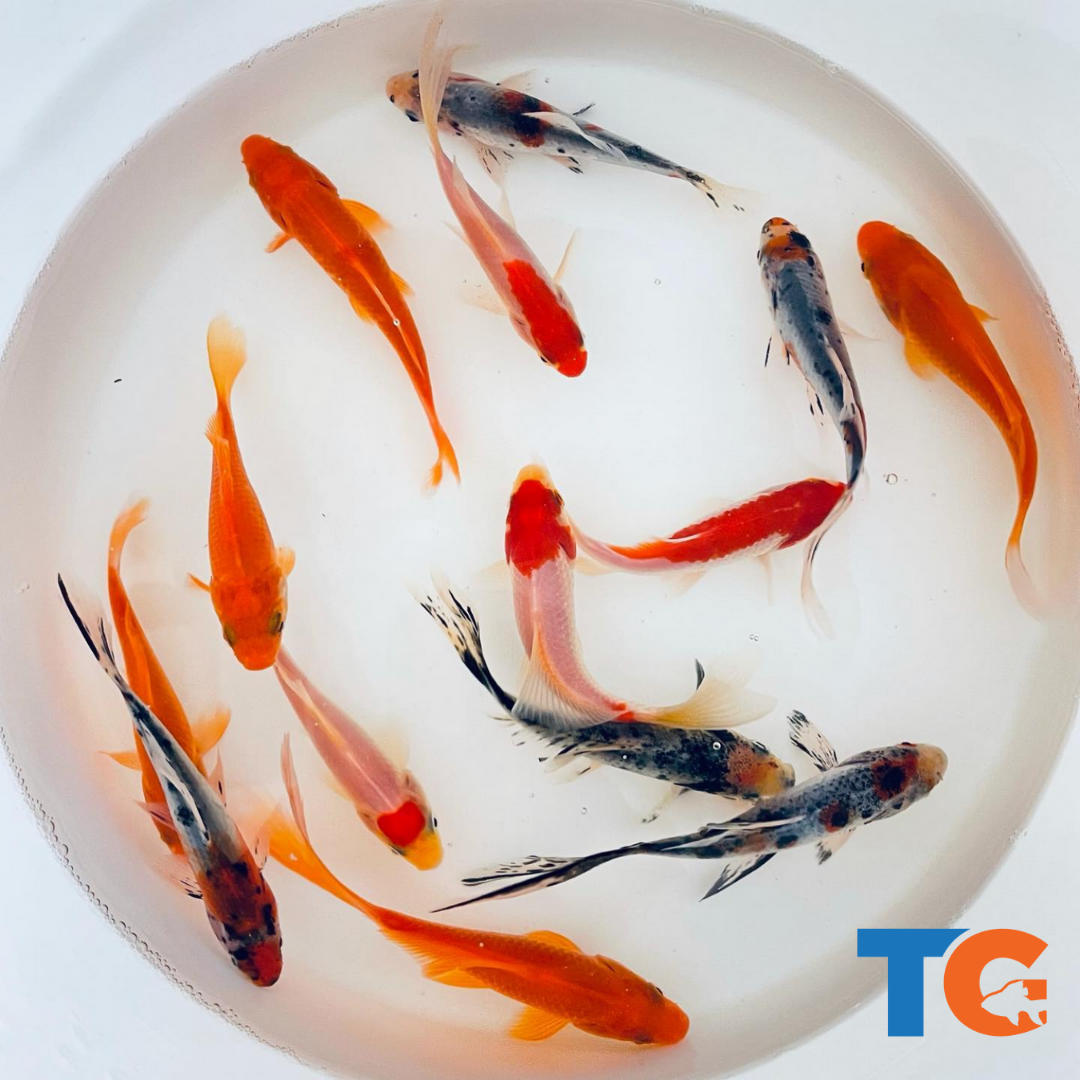 Goldfish Pond Pack #1 For Sale – Buy Live Shubunkin, Sarasa