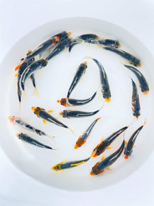 Toledo goldfish blue calico koi in a pond or watergarden