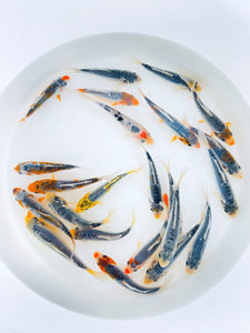 Toledo goldfish blue calico koi in white bucket for ponds or water gardens