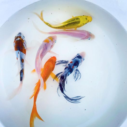 Toledo Goldfish butterfly fin koi assorted colors and patterns