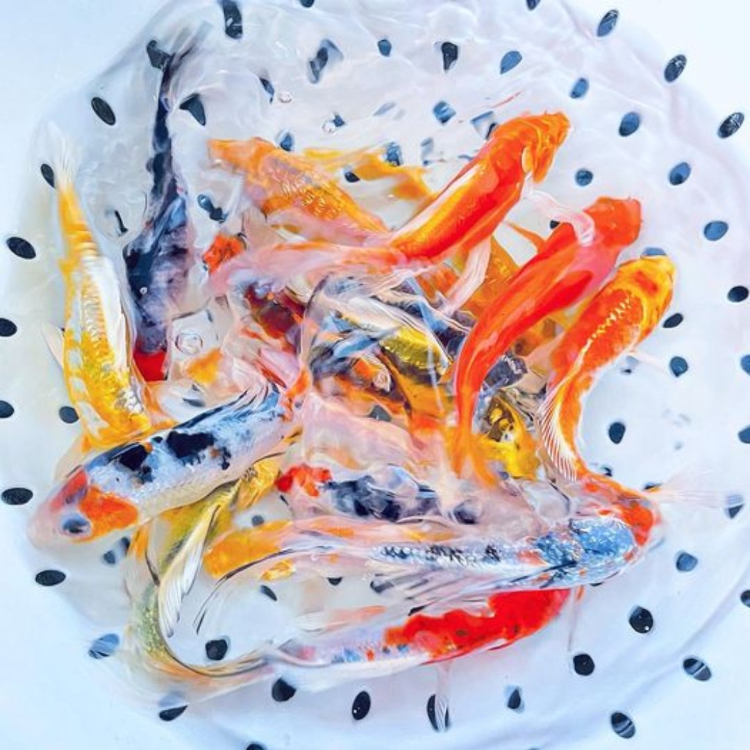 Toledo Goldfish | Brightly colored live butterfly fin koi for sale