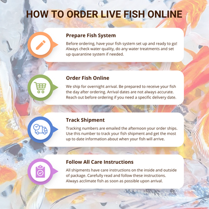 Toledo Goldfish How to buy Live Fish Online 